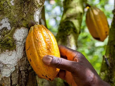 Cacao-Trace Program